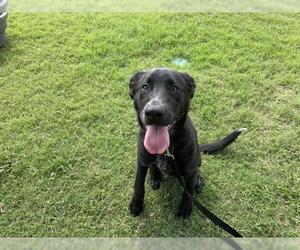German Shepherd Dog-Unknown Mix Dogs for adoption in Corpus Christi, TX, USA
