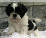 Image preview for Ad Listing. Nickname: Hallie