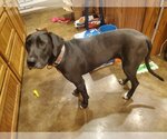 Small Photo #2 Great Dane-Labrador Retriever Mix Puppy For Sale in Bullard, TX, USA