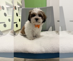 Mal-Shi Puppy for sale in RANDOLPH, MA, USA