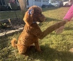 Small #1 Poodle (Standard)