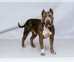 Small Mastiff Mix