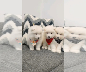 Samoyed Puppy for sale in RIVERSIDE, CA, USA