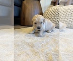 Small Photo #2 Golden Retriever Puppy For Sale in ORANGE, CA, USA