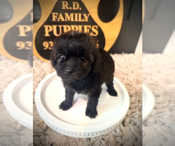 Medium Photo #4 Cavapoo (Miniature) Puppy For Sale in CROSSVILLE, TN, USA
