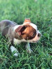 Boston Terrier Puppy for sale in KNOB NOSTER, MO, USA