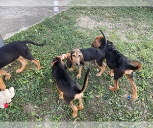 Bloodhound Puppy for sale in FALMOUTH, KY, USA