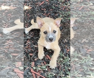 Jack Chi Puppy for sale in OAKLEY, CA, USA