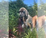 Small Photo #8 Cane Corso Puppy For Sale in NORTHRIDGE, CA, USA