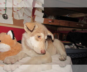 Wolf Hybrid Puppy for sale in BECKLEY, WV, USA