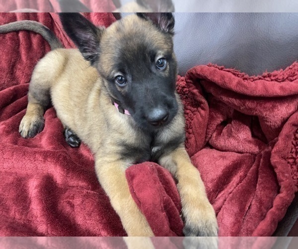Medium Photo #92 Belgian Malinois Puppy For Sale in REESEVILLE, WI, USA