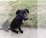 Small #3 Labrador Retriever Mix