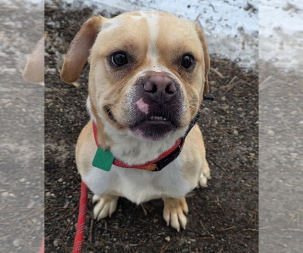 Medium Photo #1 Puggle Puppy For Sale in Clarkston, MI, USA