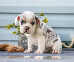 Small #2 Beabull