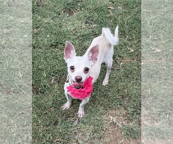 Medium Photo #2 Chihuahua-Unknown Mix Puppy For Sale in Phoenix, AZ, USA