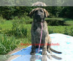 Small #2 German Shepherd Dog