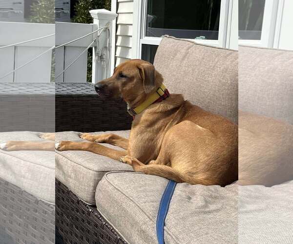 Medium Photo #5 Mutt Puppy For Sale in Woodbury, NY, USA