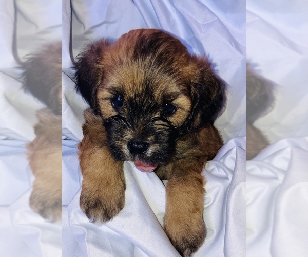 Medium Photo #2 ShihPoo Puppy For Sale in TAMPA, FL, USA