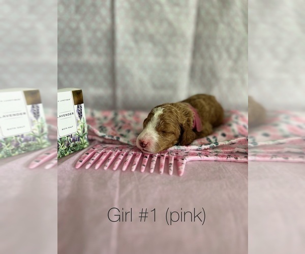 Medium Photo #1 Goldendoodle Puppy For Sale in WATERFORD TOWNSHIP, MI, USA