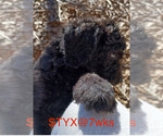 Small Photo #3 Poodle (Standard) Puppy For Sale in ARAB, AL, USA