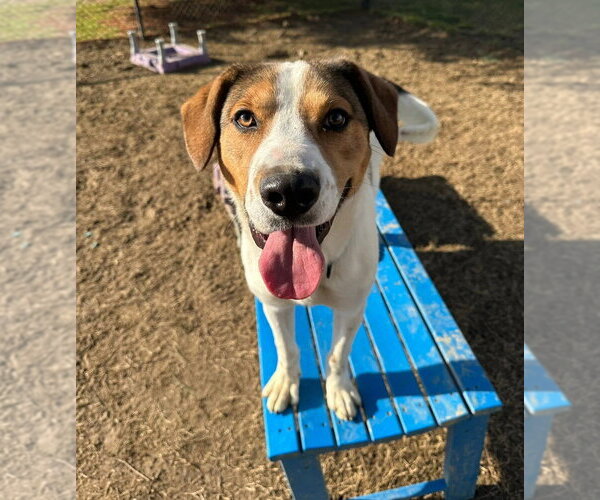 Medium Photo #8 Mutt Puppy For Sale in Evansville, IN, USA