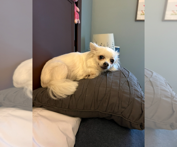 Medium Photo #1 Chihuahua Puppy For Sale in COLUMBIA, SC, USA