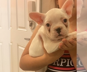 French Bulldog Puppy for sale in RUSKIN, FL, USA