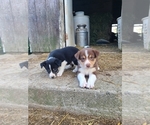 Small #1 Border Collie