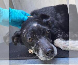 Mutt Dogs for adoption in San Antonio, TX, USA