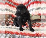 Small Photo #114 Labrador Retriever Puppy For Sale in MERIDEN, KS, USA