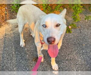 German Shepherd Dog-Unknown Mix Dogs for adoption in Tallahassee, FL, USA