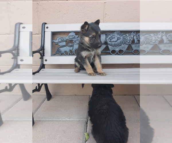 Medium Photo #5 German Shepherd Dog Puppy For Sale in ALBUQUERQUE, NM, USA