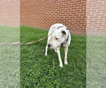 Small #1 Boxer Mix