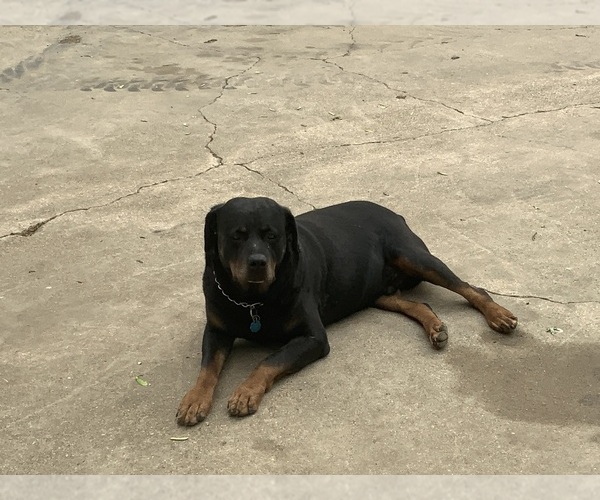 Medium Photo #4 Rottweiler Puppy For Sale in SIOUX CENTER, IA, USA