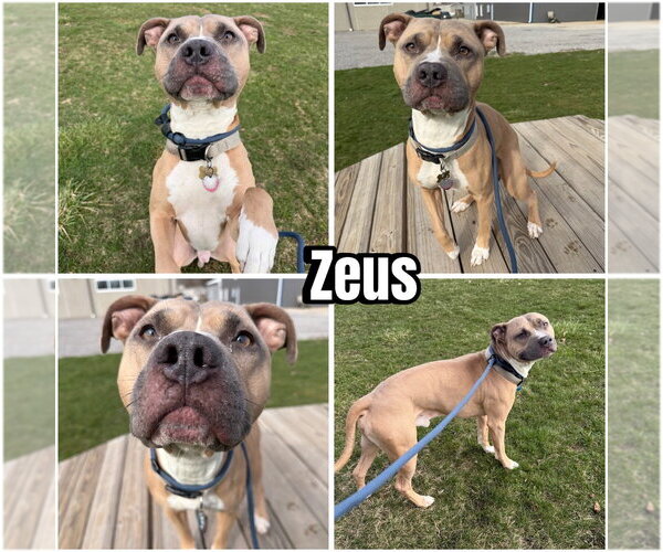 Medium Photo #1 American Staffordshire Terrier-Unknown Mix Puppy For Sale in Pierceton , IN, USA