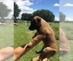 Small Photo #4 Belgian Malinois Puppy For Sale in ARCADIA, FL, USA