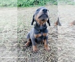 Puppy Black Collar Doberman Pinscher