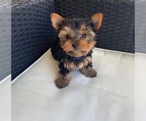 Yorkshire Terrier Puppy for sale in TAPPAN, NY, USA