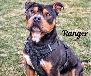 American Pit Bull Terrier-Unknown Mix Dogs for adoption in Rootstown, OH, USA