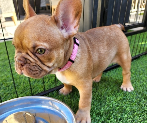 Medium Photo #17 French Bulldog Puppy For Sale in LAS VEGAS, NV, USA