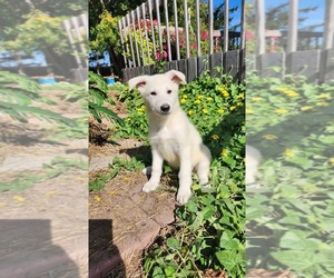 Medium German Shepherd Dog
