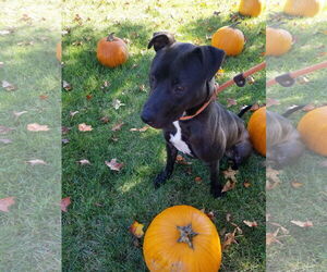 Benson - Male American Staffordshire Terrier-Labrador Retriever Mix Dog for Adoption - Photo #2