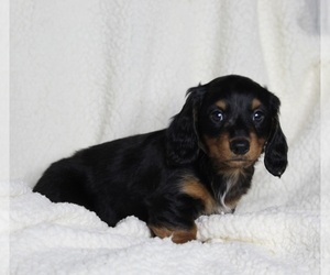 Dachshund Puppy for sale in FREDERICKSBURG, OH, USA