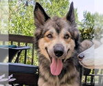 Small #1 Gerberian Shepsky