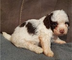 Small #19 Bernedoodle (Miniature)
