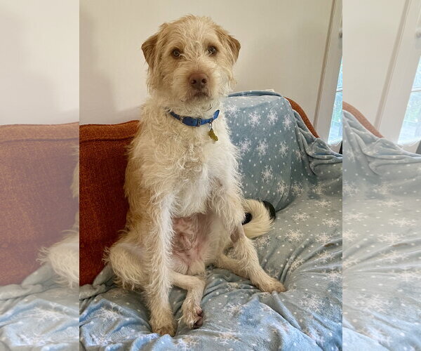 Medium Photo #10 Spinone Italiano-Unknown Mix Puppy For Sale in Sandy, UT, USA