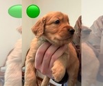 Puppy Green Golden Retriever