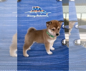 Shiba Inu Litter for sale in MURRIETA, CA, USA