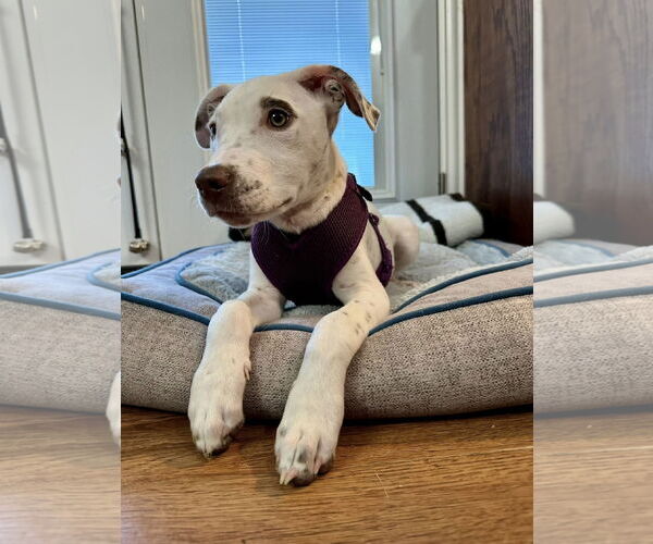 Medium Photo #8 Mutt Puppy For Sale in Euless, TX, USA