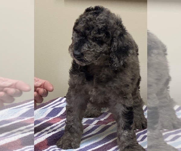 Medium Photo #4 Poodle (Standard) Puppy For Sale in DOOLIE, NC, USA